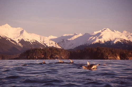 Pacific White-sided Dolphin photographed in Alaska