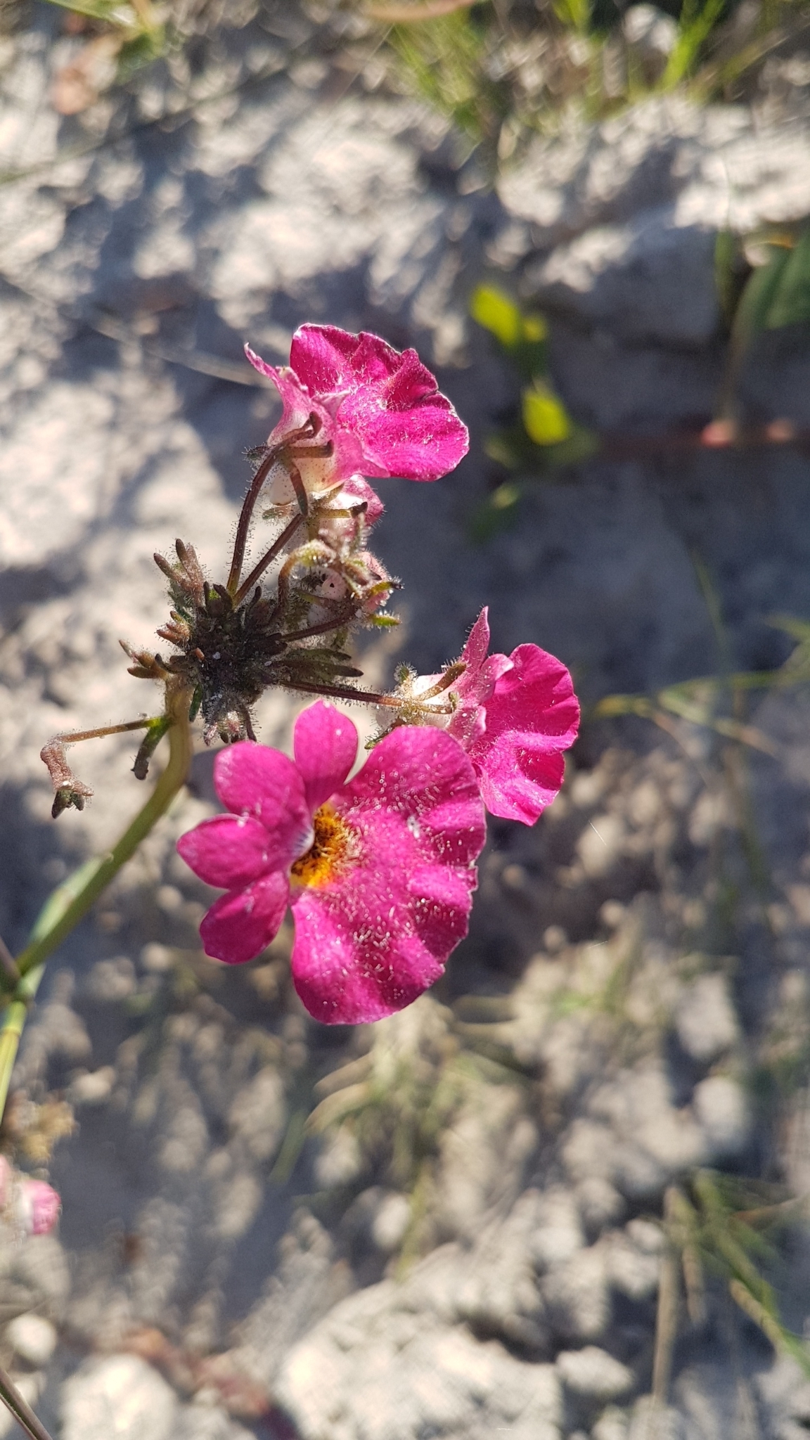 Imagem de Nemesia