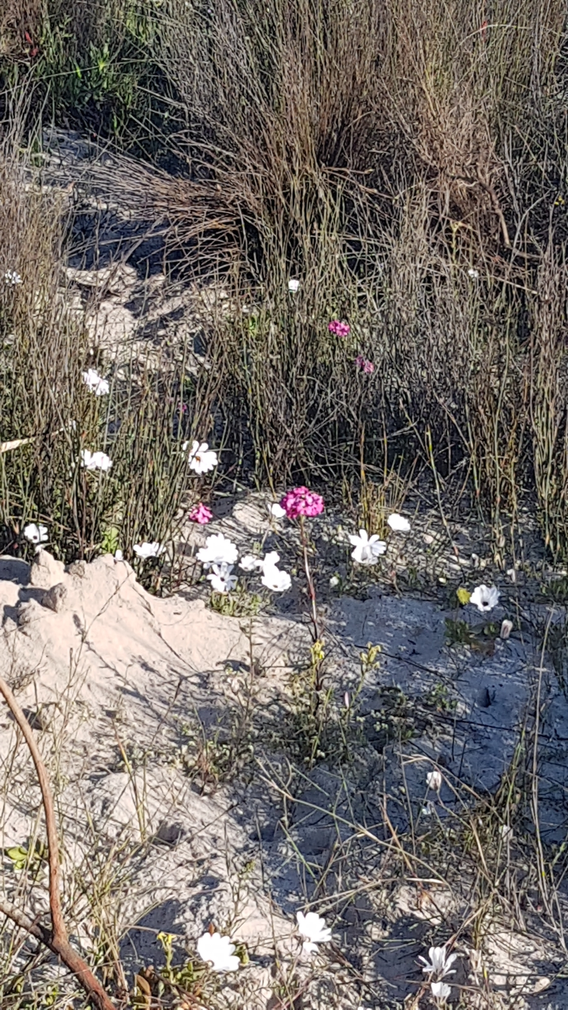 Imagem de Nemesia