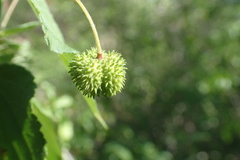 Ayenia jaliscana