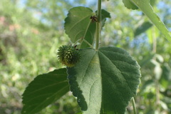 Ayenia jaliscana
