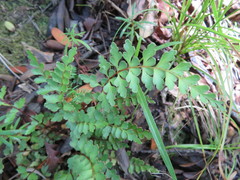 Lindsaea trichomanoides