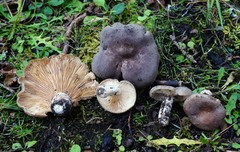 Lactarius hibbardiae