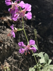 Clarkia mildrediae