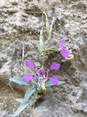 Clarkia mildrediae