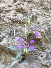 Clarkia mildrediae
