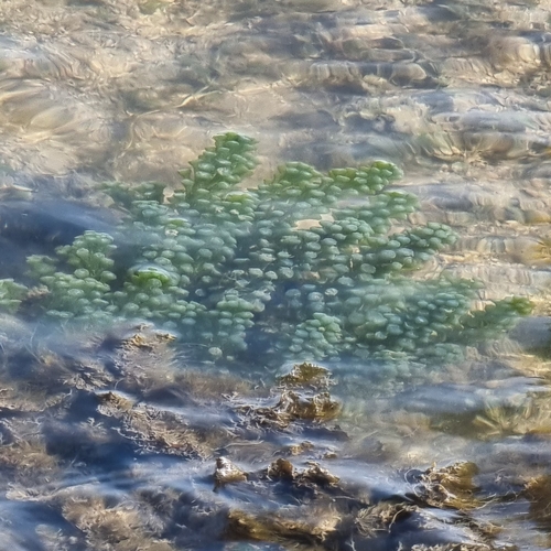 Caulerpa turbinata observed 2023-07-08