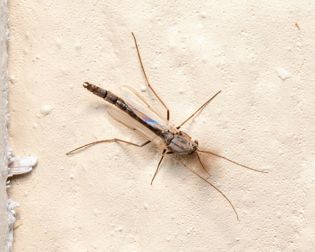 Glyptotendipes paripes