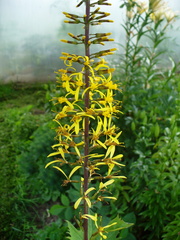 Ligularia przewalskii