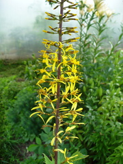 Ligularia przewalskii