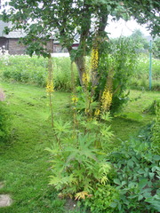 Ligularia przewalskii