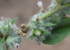 Seddera suffruticosa var. hirsutissima image