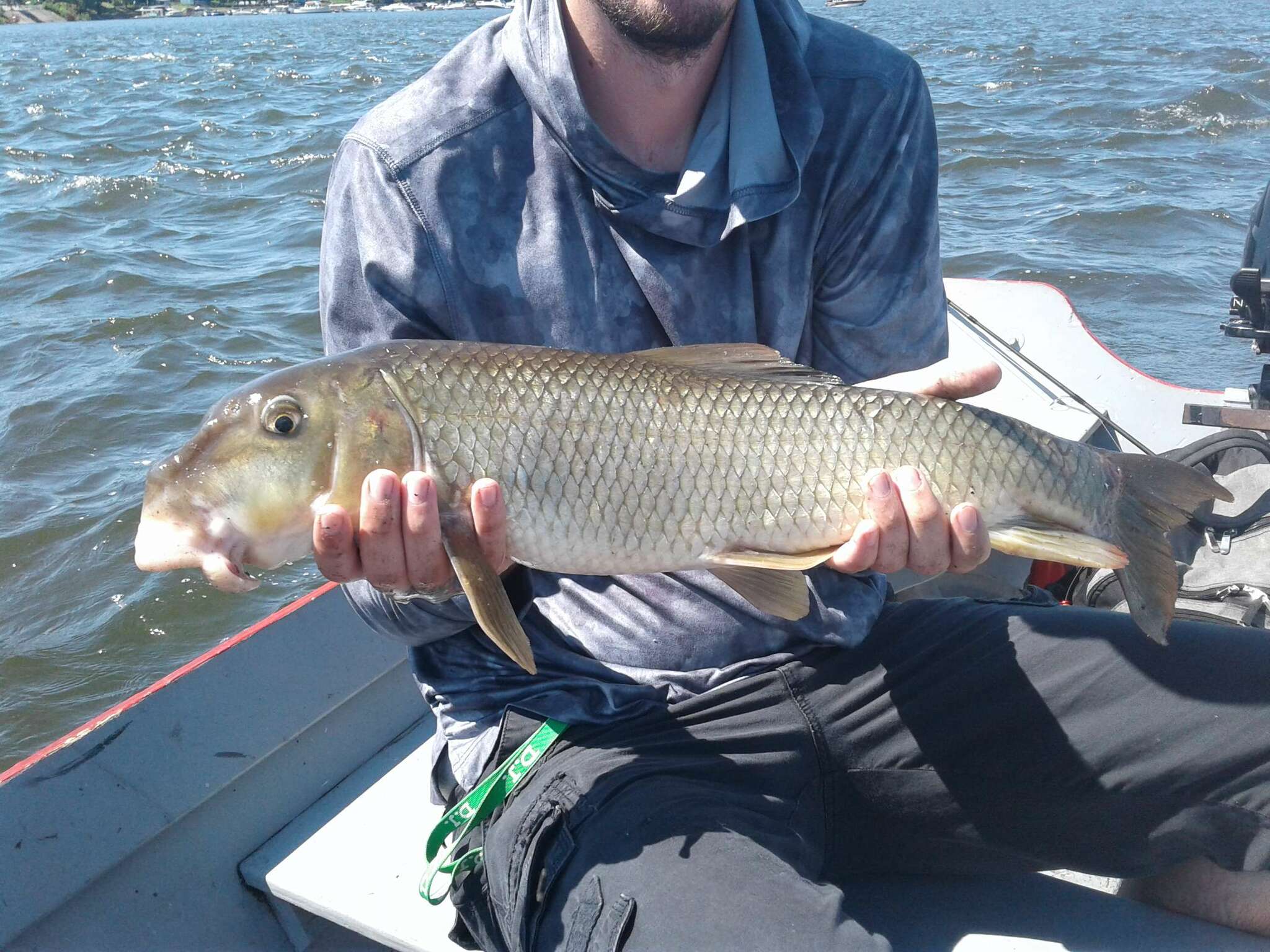 Chevalier de rivière