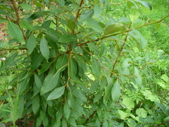 Populus laurifolia