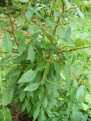 Populus laurifolia