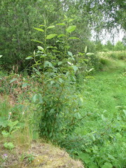 Populus laurifolia