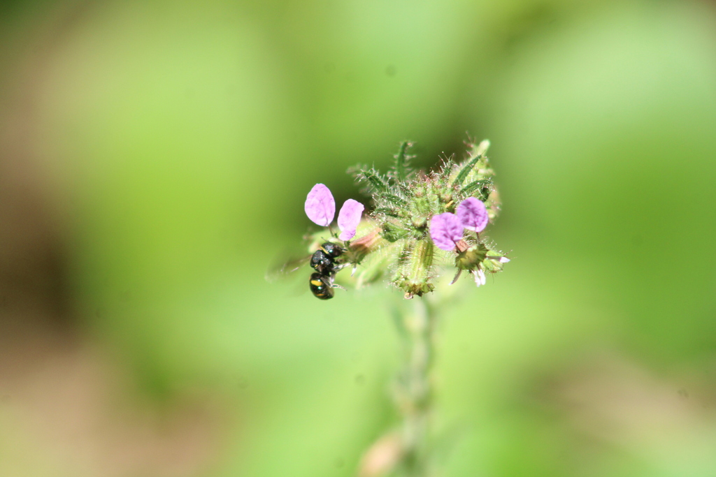 Hypanthidium mexicanum
