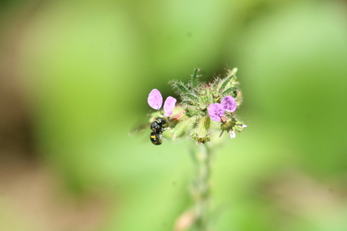 Hypanthidium mexicanum