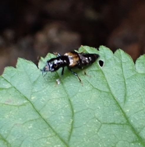 Oxypore maxilleux