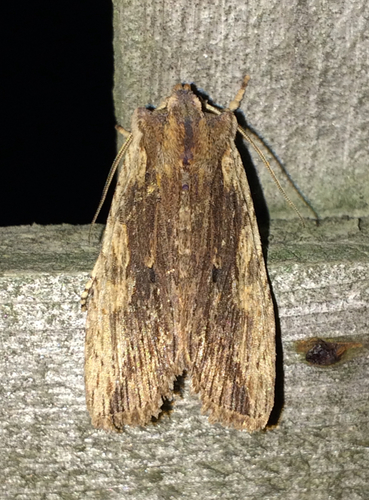 Sycamore Pinion