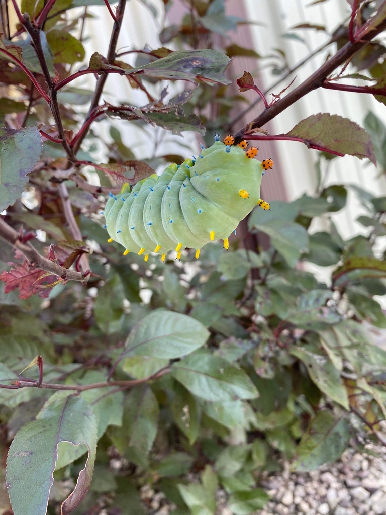 Cecropia Moth from Curry Rd, McArthur, OH, US on August 27, 2023 at 12