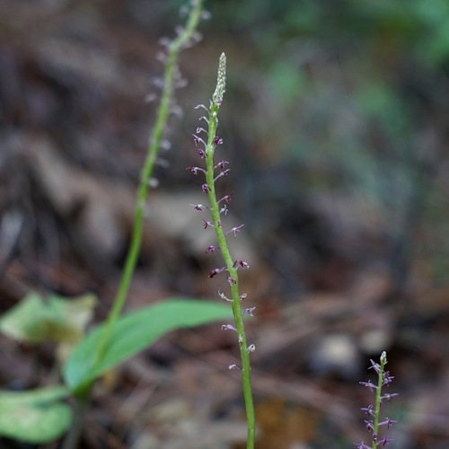 Image of Tamayorkis porphyrea by (c) Andrew Tree, some rights reserved (CC BY)