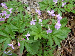 Cardamine quinquefolia