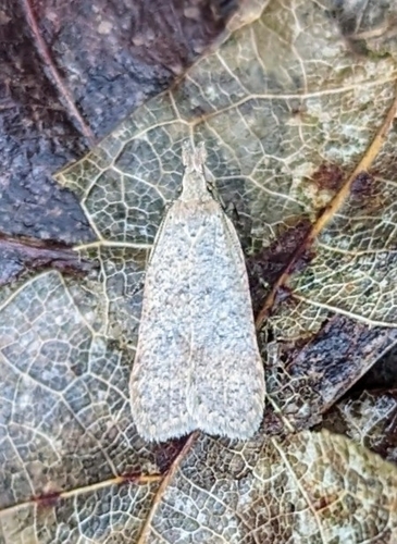 Georgia Dichomeris Moth and Allies photo 5