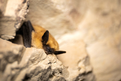 Myotis ciliolabrum