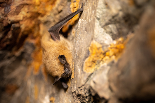 Western Small-footed Myotis