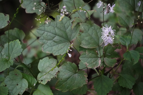 Thalictrum actaeifolium iNat (1)