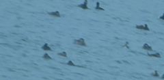 Podiceps auritus