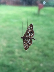 Nausinoe geometralis