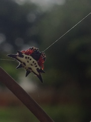 Gasteracantha sanguinolenta