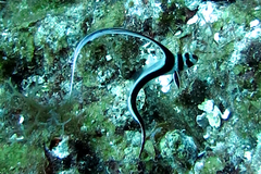 Eques punctatus