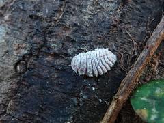 Coelostomidia