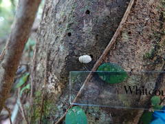 Coelostomidia
