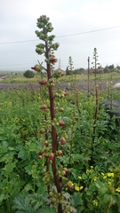 Scrophularia rubricaulis