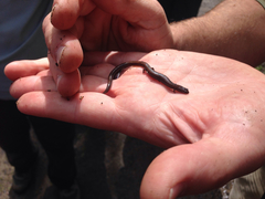 Batrachoseps gregarius