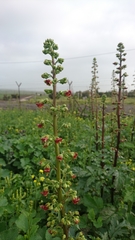Scrophularia rubricaulis