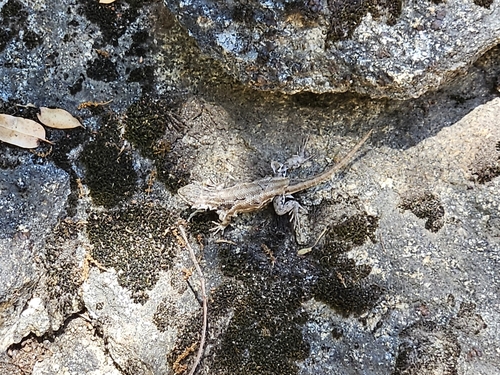 iNaturalist observation photo of Common Sagebrush Lizard
