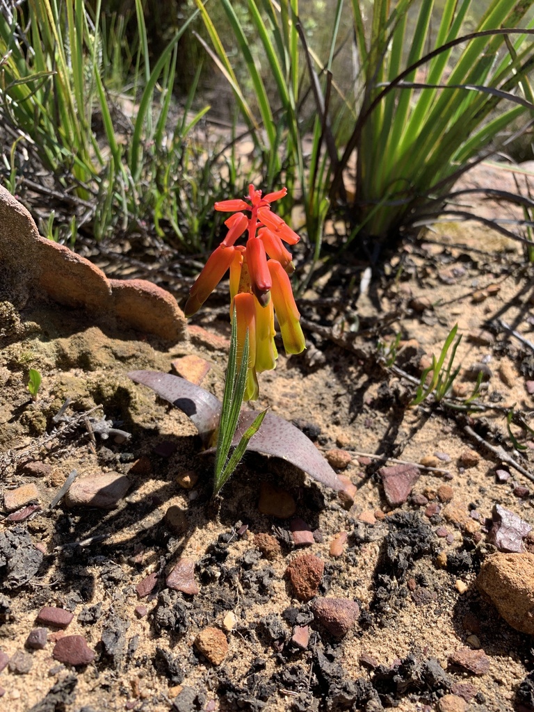 Lachenalia callista, Bergrivier Rural, Velddrif, WC, ZA