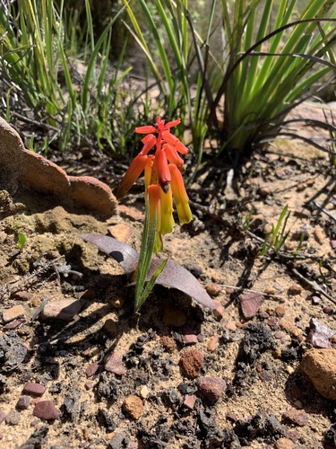 Piketberg Viooltjie (Lachenalia callista)