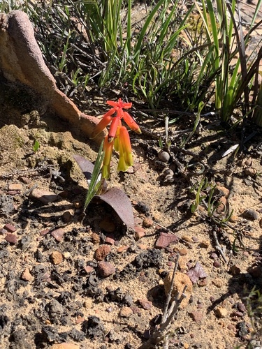 Lachenalia callista