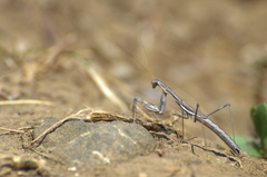 Bolivaria brachyptera