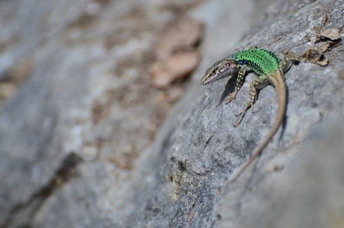 Crimean Rock Lizard, photo 4 of 7
