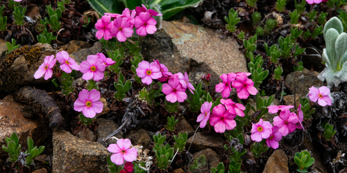 Androsace wardii
