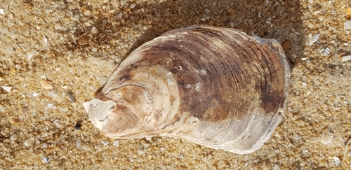 Ostrea angasi