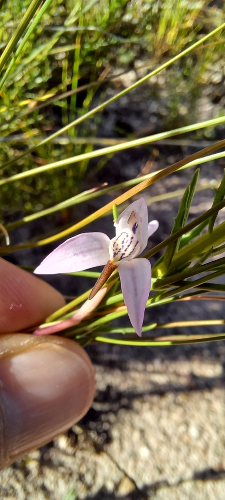Disa bifida