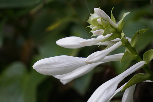 Hosta 2